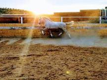 Venta de caballos de pura raza española 