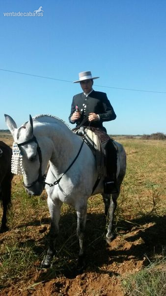 caballo tordo español in 