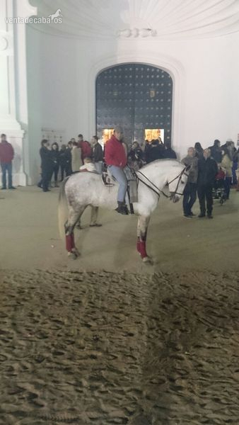 Pura Raza Española