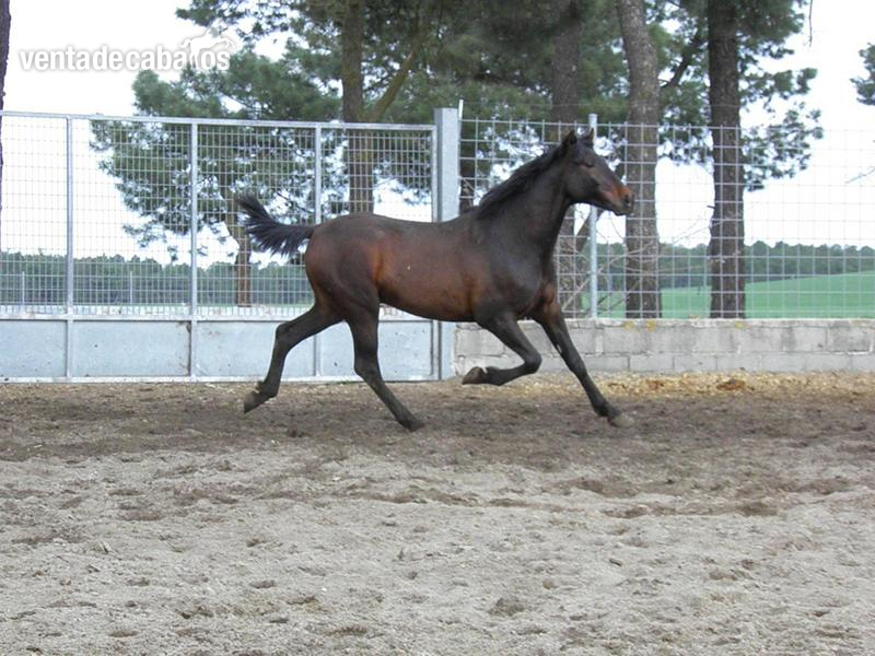 Caballos Pura Raza Española (P.R.E.) Pura Raza Española - PRE PANCHO AG
