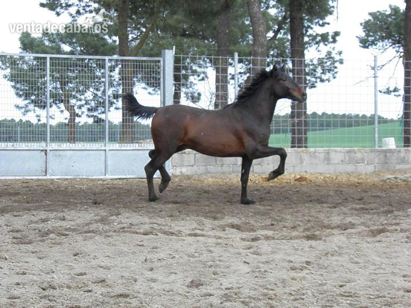 PRE PANCHO AG - Caballos Pura Raza Española (P.R.E.) Pura Raza Española
