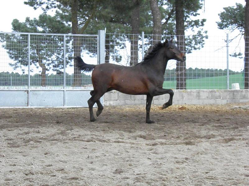 PRE PANCHO AG - Caballos Pura Raza Española (P.R.E.) Pura Raza Española