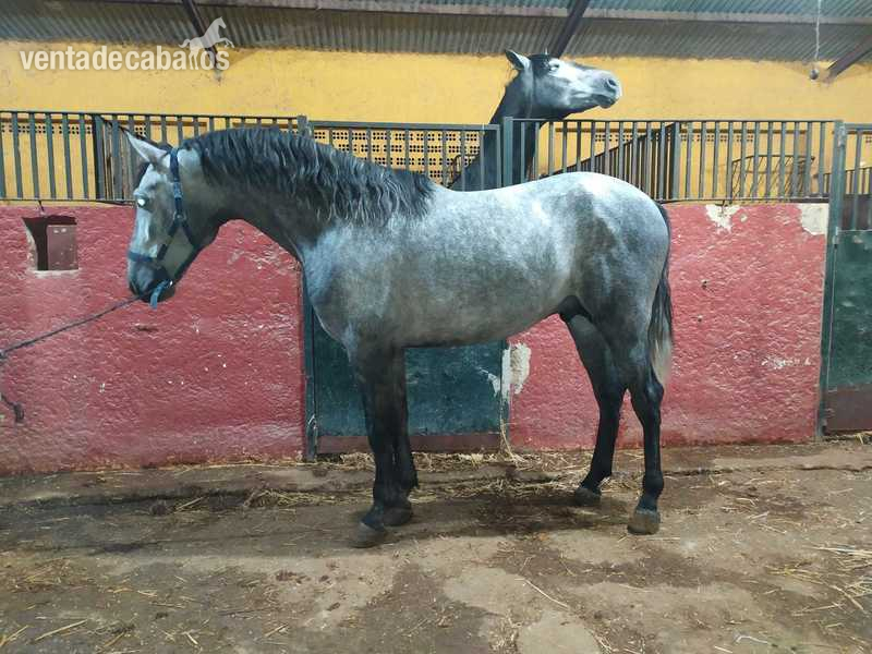 Venta de caballos de pura raza española  in 