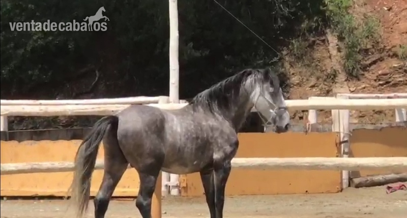 PRE caballo muy noble entero y domado  in 