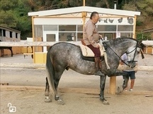 PRE caballo muy noble entero y domado