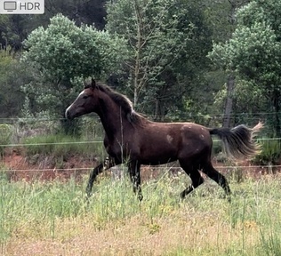 Potro 3 sangres
