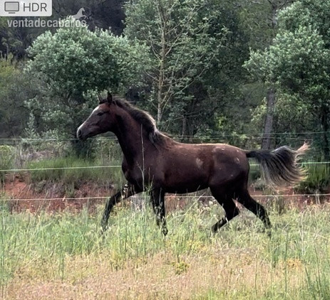 Potro 3 sangres in 