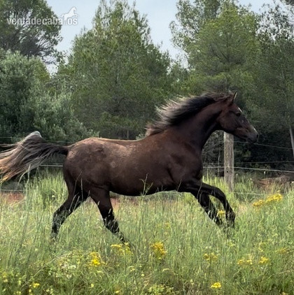 Caballo de Deporte Español (CDE)
