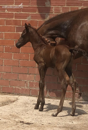 Caballo de Deporte Español (CDE) {TYPE}