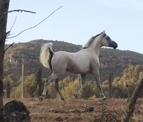 Potro 3 sangres - Yeguas Caballo de Deporte Español (CDE)
