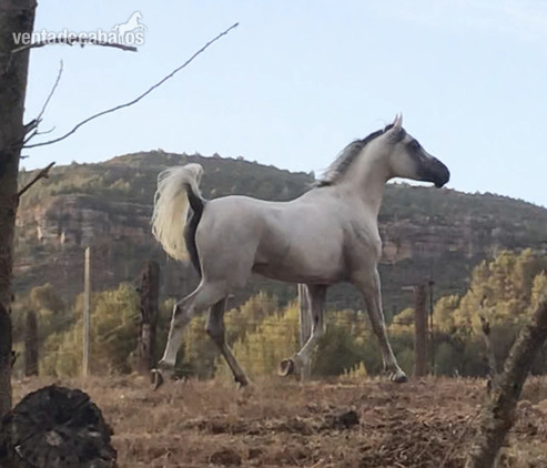 Potro 3 sangres - Yeguas Caballo de Deporte Español (CDE)