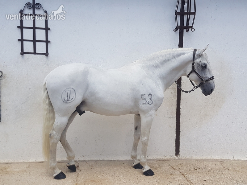 Lusitano