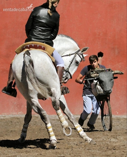 Lusitano {TYPE}