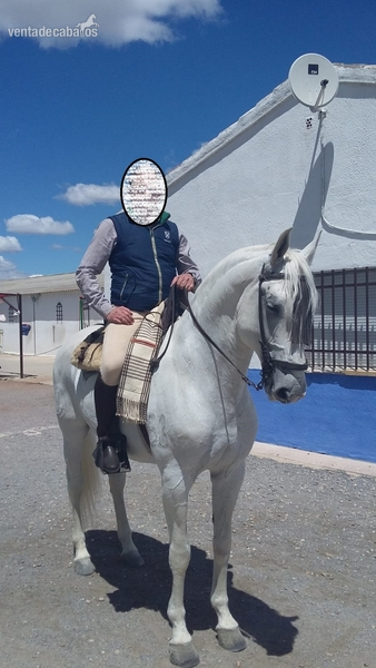 Caballos Enteros Lusitano - CABALLO LUSITANO ENTERO