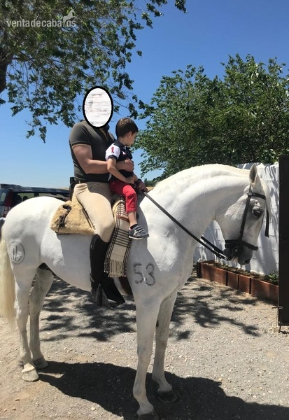 CABALLO LUSITANO ENTERO - Caballos Enteros Lusitano