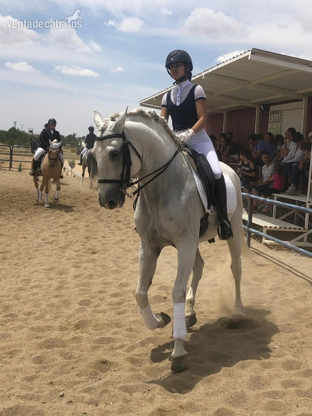CABALLO LUSITANO ENTERO - Lusitano