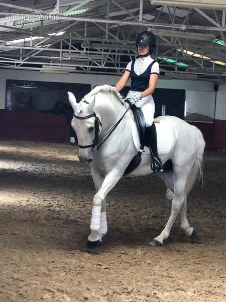 CABALLO LUSITANO ENTERO - Caballos Enteros