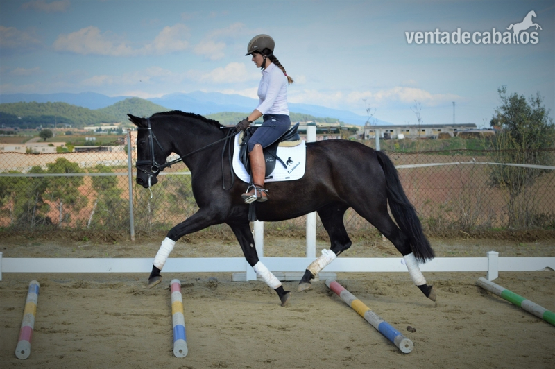 YEGUA 6 años. PRE NEGRA sin carta. MONTADA in 
