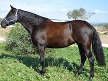 YEGUA 6 años. PRE NEGRA sin carta. MONTADA