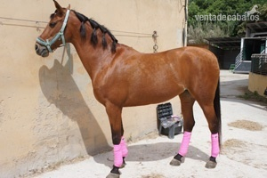 Caballos Yeguas para vente in 