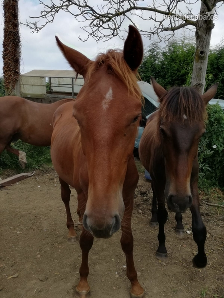 Vendo dos caballos a buen precio in 
