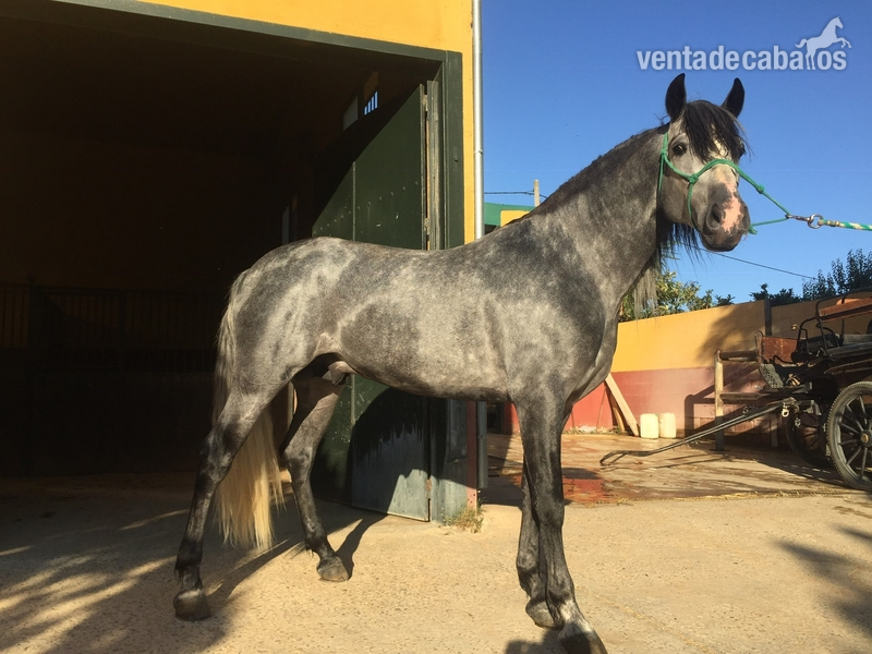 SE VENDE CABALLO PRE TORDO in 