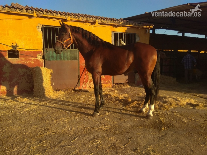 Venta de caballos de pura raza española  in 