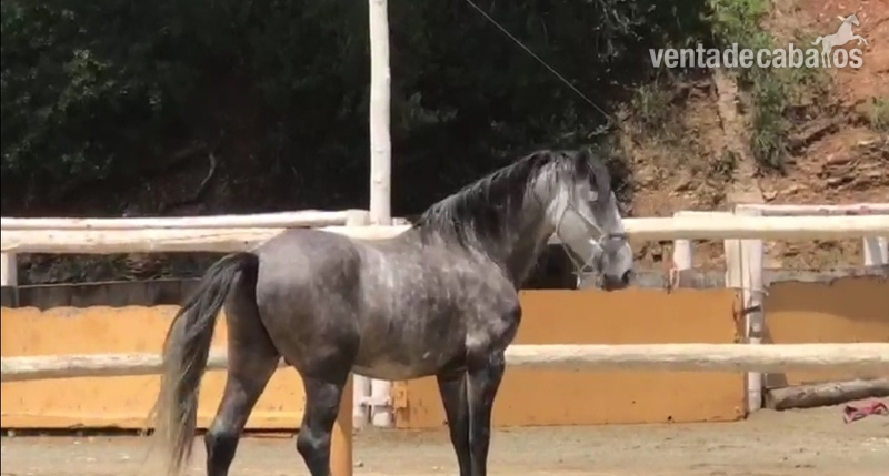 PRE caballo muy noble entero y domado  in 
