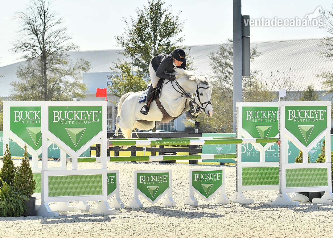 Caballos Capados Holstien - Saltador de obstáculos y superestrella de eventos