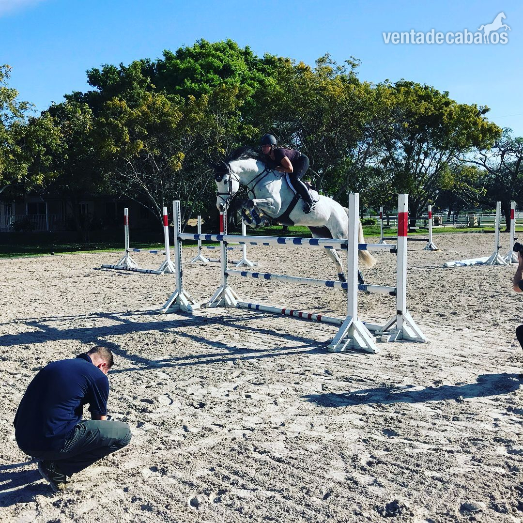 Saltador de obstáculos y superestrella de eventos - Caballos Capados Holstien