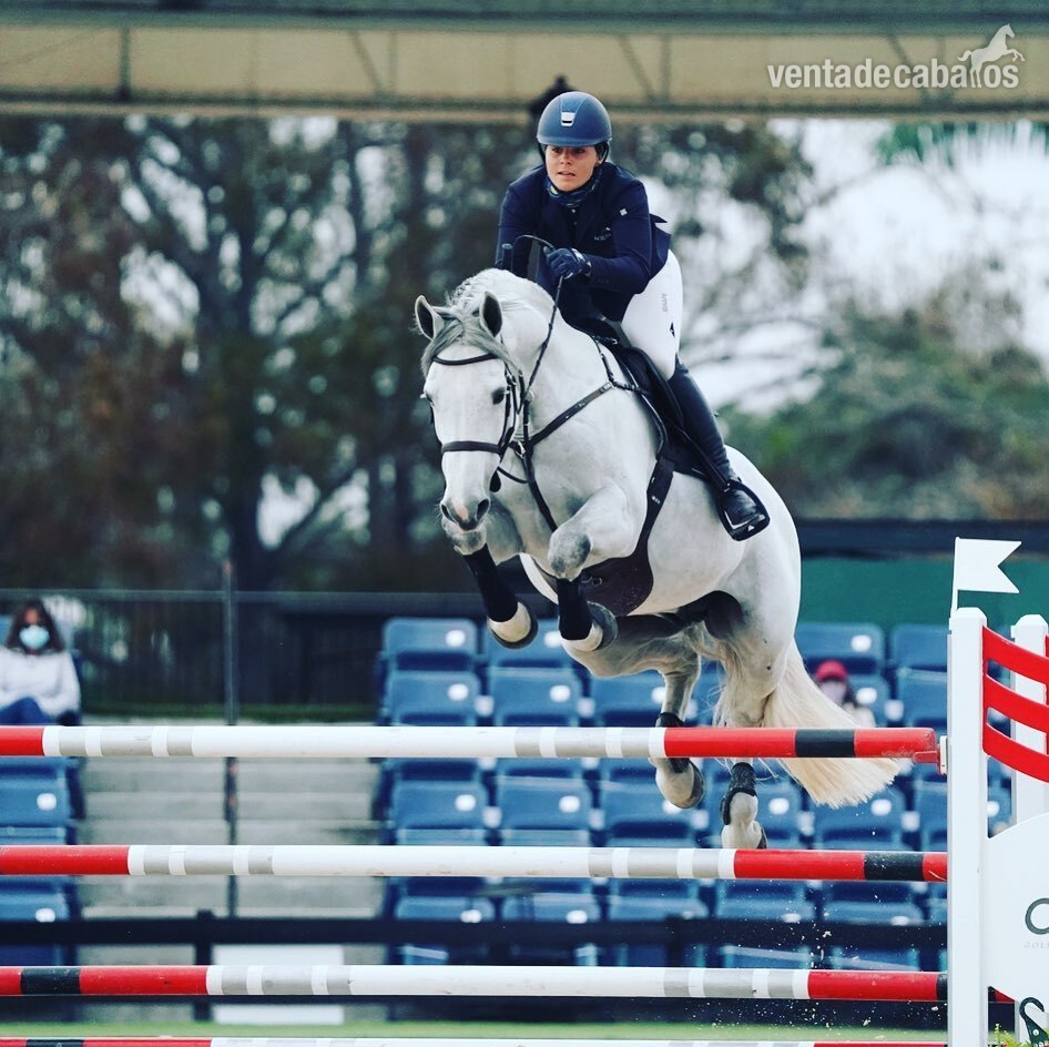 Saltador de obstáculos y superestrella de eventos - Holstien
