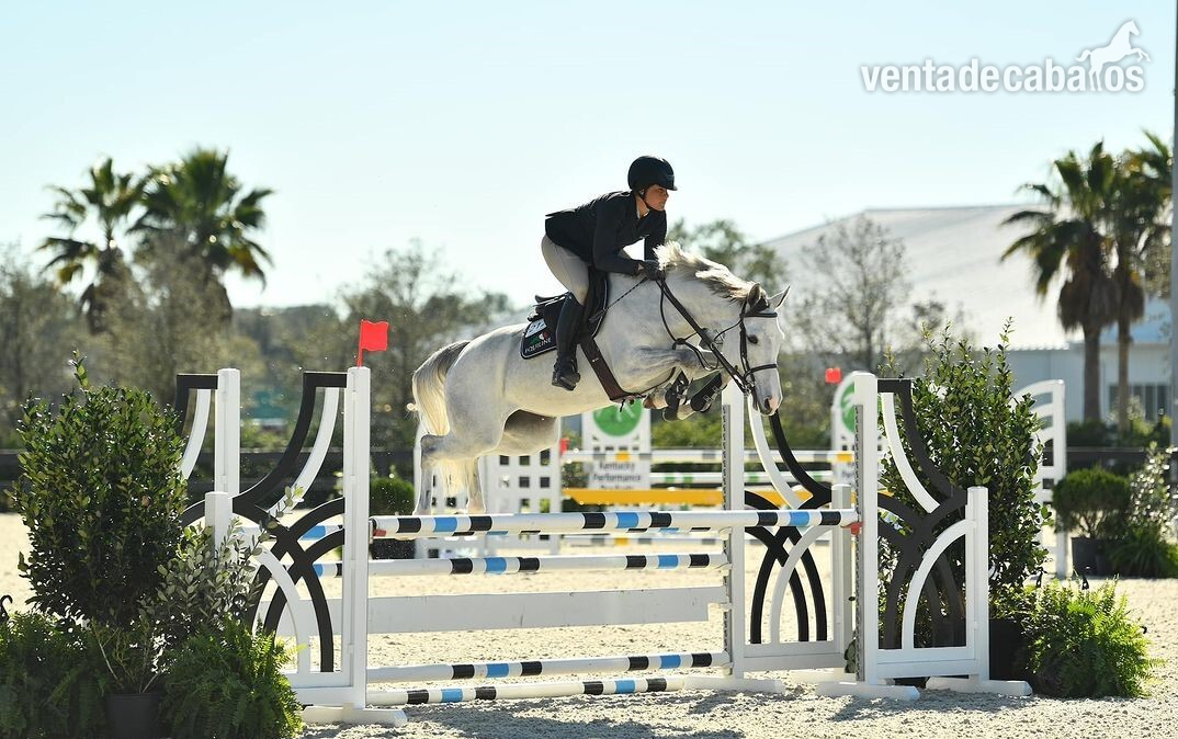Saltador de obstáculos y superestrella de eventos - Caballos Capados