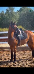 venta caballo Hispano-arabe