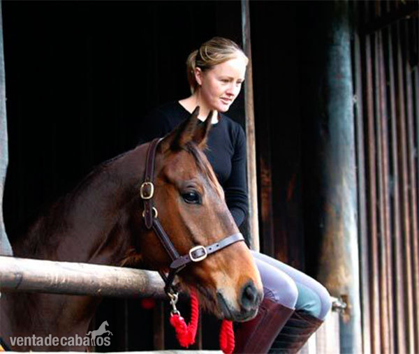 compartir caballo en valencia in 