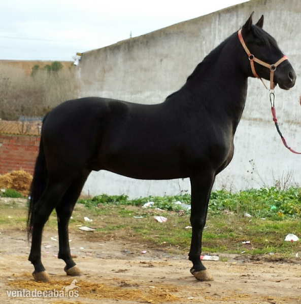 negro pre espectacular unico in 