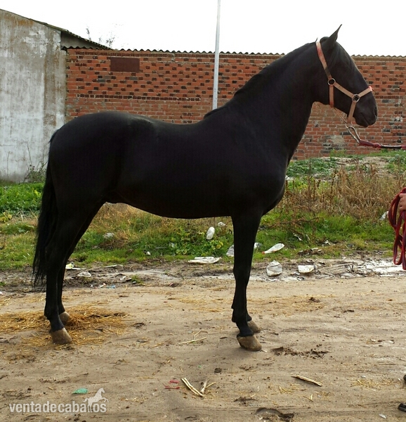 Pura Raza Española