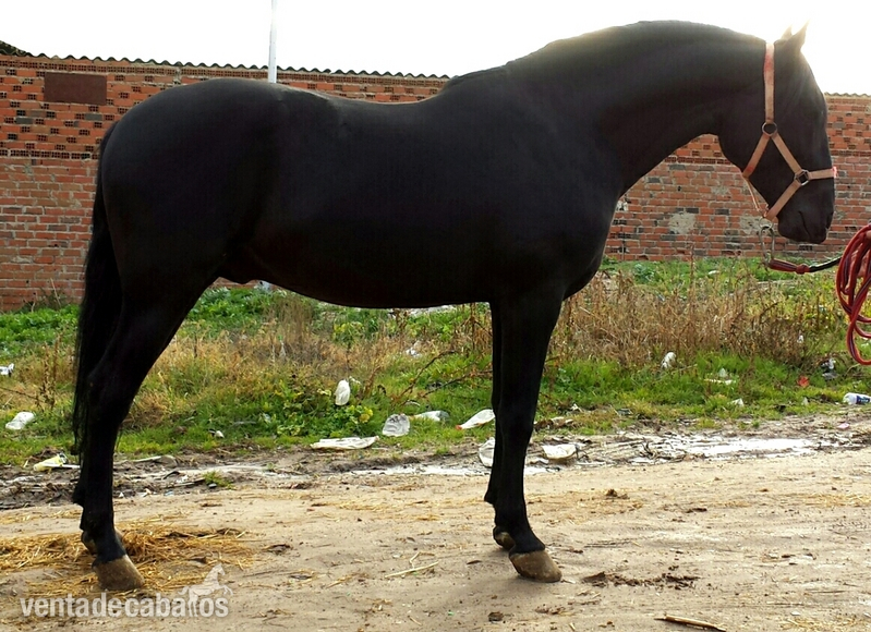 Caballos Pura Raza Española (P.R.E.) Pura Raza Española - negro pre espectacular unico