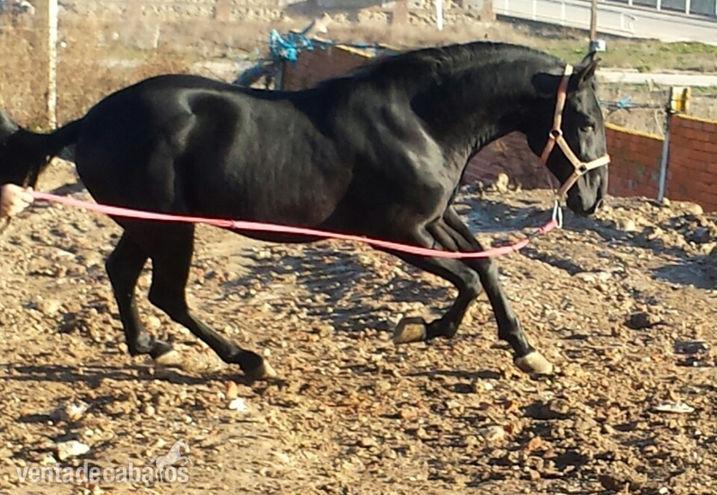 negro pre espectacular unico - Caballos Pura Raza Española (P.R.E.) Pura Raza Española