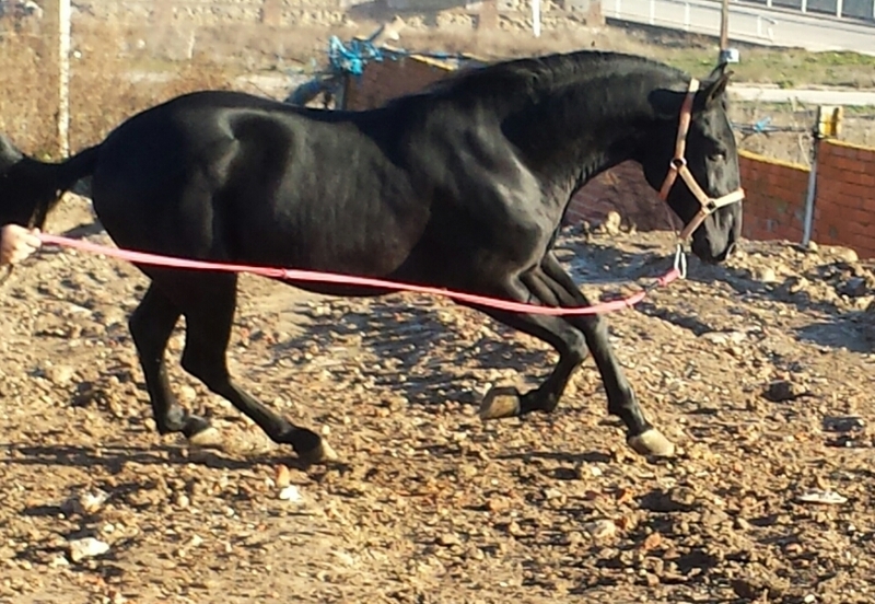 negro pre espectacular unico - Caballos Pura Raza Española (P.R.E.) Pura Raza Española