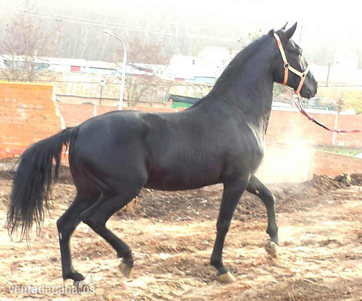 negro pre espectacular unico - Pura Raza Española