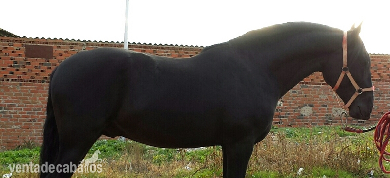 negro pre espectacular unico - Caballos Pura Raza Española (P.R.E.)