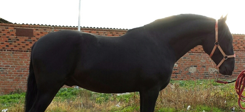 negro pre espectacular unico - Caballos Pura Raza Española (P.R.E.)
