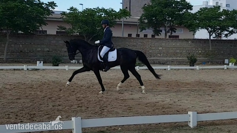 Oldenburgo hannoveriano kwpn 