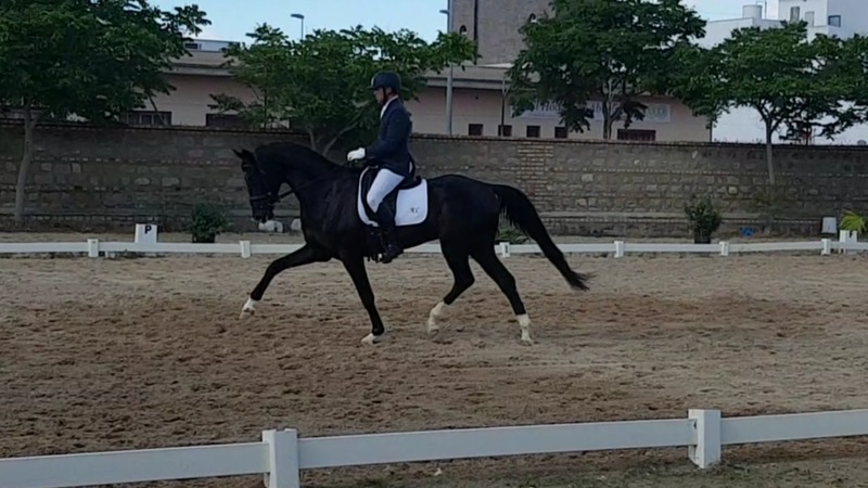 Oldenburgo hannoveriano kwpn 