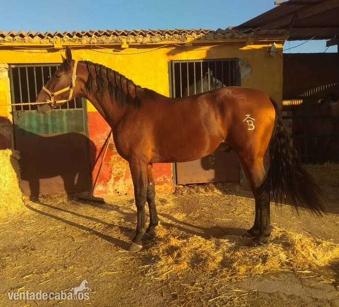 Potro Pura raza española in 