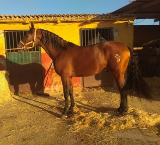 Potro Pura raza española