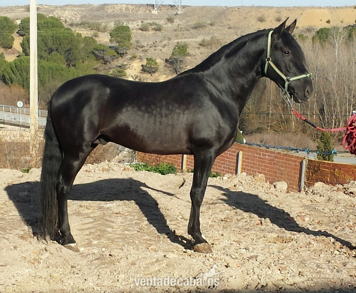 ejemplar negro pre impresionante  in 