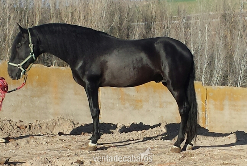 Caballos Pura Raza Española (P.R.E.) Pura Raza Española - ejemplar negro pre impresionante 