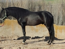 ejemplar negro pre impresionante