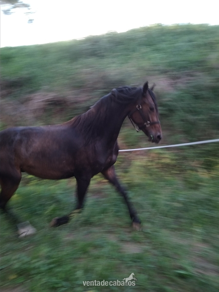 Caballo en venta in 